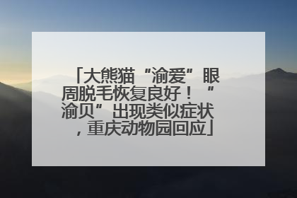 大熊猫“渝爱”眼周脱毛恢复良好！“渝贝”出现类似症状，重庆动物园回应